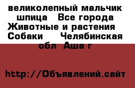 великолепный мальчик шпица - Все города Животные и растения » Собаки   . Челябинская обл.,Аша г.